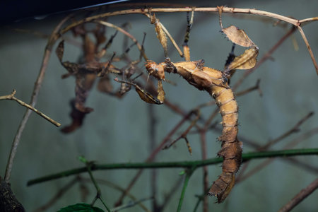 Giant prickly stick insect (Extatosoma tiaratum), also known as the Australian walking stick. Wild...