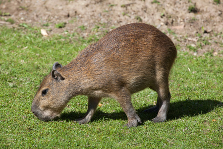 Capybara (Hydrochoerus hydrochaeris). Wild life animal.の写真素材