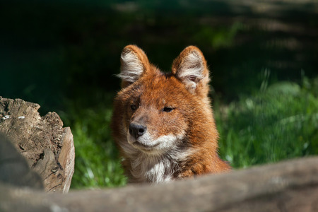 Ussuri dhole (Cuon alpinus alpinus), also known as the Indian wild dog. Wild life animal.の写真素材