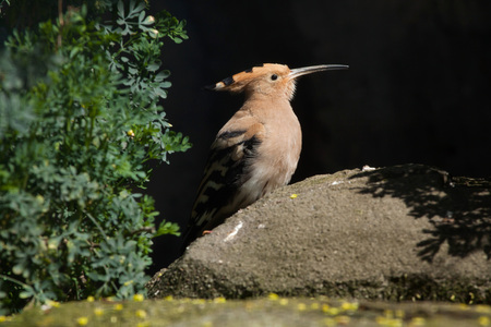 Eurasian hoopoe (Upupa epops). Wild life animal.の写真素材