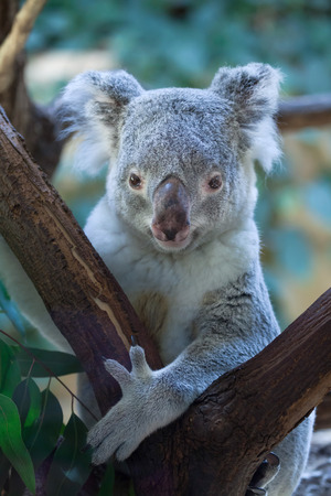 Queensland koala (Phascolarctos cinereus adustus). Wild life animal.の写真素材