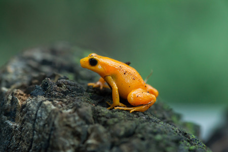 Golden mantella (Mantella aurantiaca). Wild life animal.の写真素材