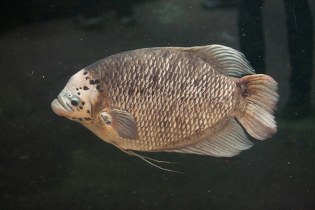 Giant gourami (Osphronemus goramy). Wild life animal.の写真素材