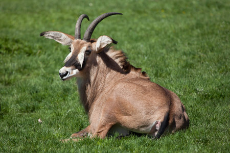 Roan antelope (Hippotragus equinus). Wild life animal.