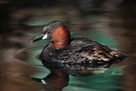 Little grebe (Tachybaptus ruficollis), also known as the dabchick. Wild life animal.の写真素材