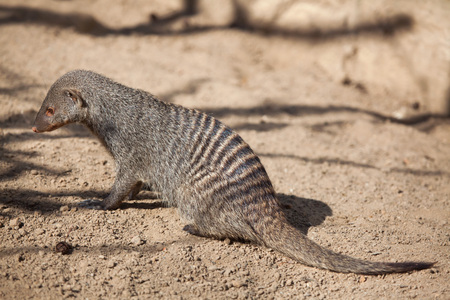 Banded mongoose (Mungos mungo). Wild life animal.の写真素材