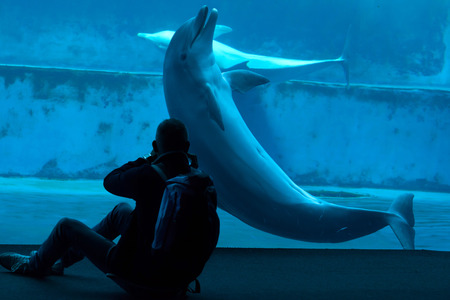 GENOA, ITALY - MARCH 22, 2016: Visitor takes photos as common bottlenose dolphins (Tursiops truncatus) swim in the Genoa Aquarium in Genoa, Liguria, Italy.のeditorial素材