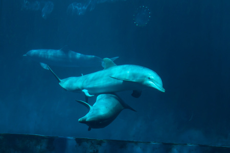 Common bottlenose dolphins (Tursiops truncatus) have sex. Wild life animal.のeditorial素材