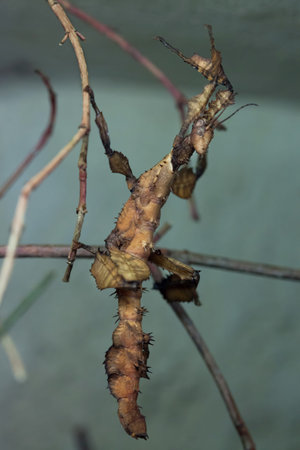 Giant prickly stick insect (Extatosoma tiaratum), also known as the Australian walking stick. Wild...