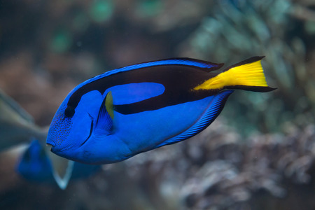 Blue surgeonfish (Paracanthurus hepatus), also known as the blue tang. Wild life animal.の写真素材