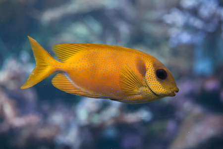 Blue-spotted spinefoot (Siganus corallinus), also known as the coral rabbitfish. Wild life animal.の写真素材