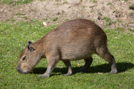 Capybara (Hydrochoerus hydrochaeris). Wild life animal.の写真素材