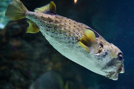 Longspined porcupinefish (Diodon holocanthus), also known as the freckled porcupinefish. Wild life animal.の写真素材