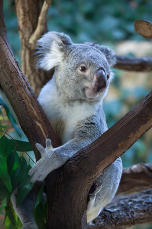 Queensland koala (Phascolarctos cinereus adustus). Wild life animal.の写真素材