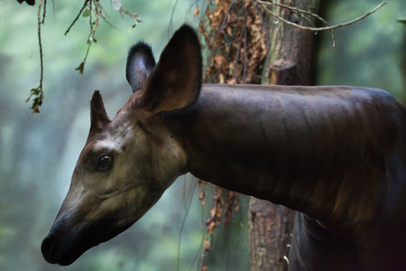 Okapi (Okapia johnstoni). Wild life animal.の写真素材