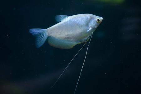 Moonlight gourami (Trichopodus microlepis), also known as the moonbeam gourami. Wildlife animal.の写真素材