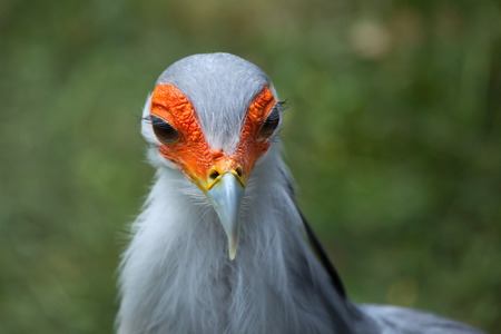 Secretary bird (Sagittarius serpentarius). Wildlife animal.の写真素材