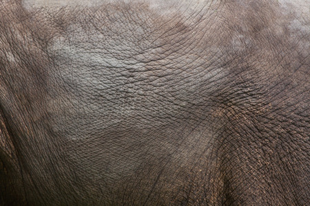 Indian elephant (Elephas maximus indicus). Skin texture. Wildlife animal.の写真素材