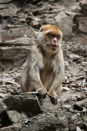 Barbary macaque (Macaca sylvanus), also known as the maggot. Wildlife animal.