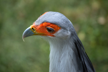 Secretary bird (Sagittarius serpentarius). Wildlife animal.の写真素材