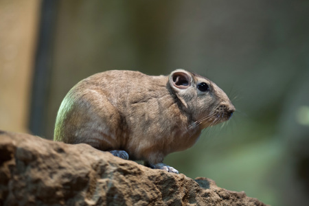 Common gundi (Ctenodactylus gundi). Wildlife animal.の写真素材