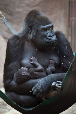 Western lowland gorilla (Gorilla gorilla gorilla) with its