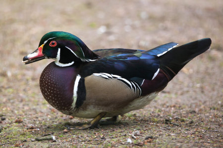 Carolina duck (Aix sponsa), also known as the wood duck. Wildlife bird.