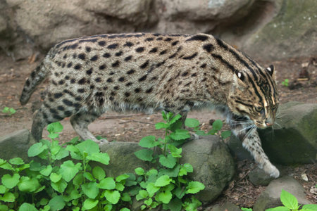 Fishing cat (Prionailurus viverrinus). Wildlife animal.
