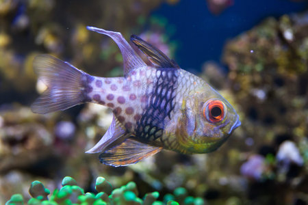 Pajama cardinalfish (Sphaeramia nematoptera), also known as the spotted cardinalfish. Sea life.