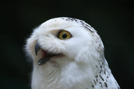 Snowy owl (Bubo scandiacus). Wildlife bird.の写真素材