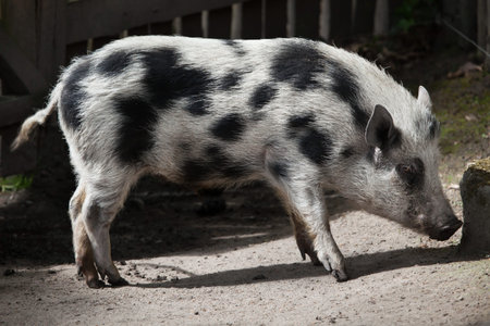 Gottingen minipig (Sus scrofa domesticus). Domestic animal.