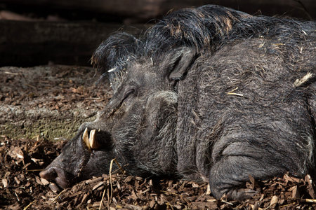Visayan warty pig (Sus cebifrons). Wildlife animal.