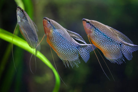 Pearl gourami (Trichopodus leerii), also known as the mosaic gourami. Wildlife animal.