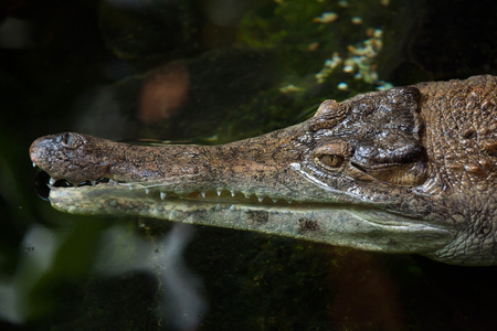 Slender-snouted crocodile (Mecistops cataphractus). Wildlife animal.の写真素材