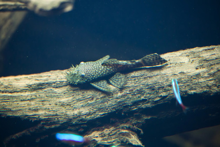 Galaxy pleco (Leporacanthicus galaxias), also known as the vampire pleco. Wildlife animal.の写真素材