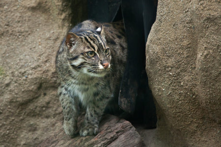 Fishing cat (Prionailurus viverrinus). Wildlife animal.