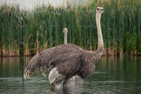 Ostrich (Struthio camelus). Wildlife animal.