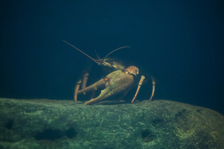 European crayfish (Astacus astacus), also known as the noble crayfish. Wildlife animal.の写真素材
