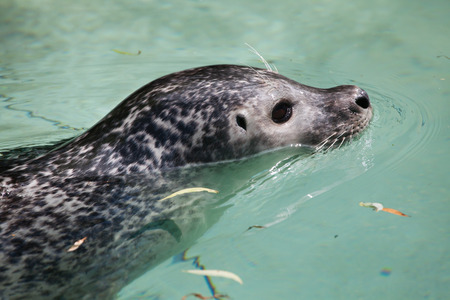 Harbor seal (Phoca vitulina), also known as the common seal. Wildlife animal.の写真素材