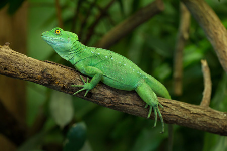 Plumed basilisk (Basiliscus plumifrons), also known as the green basilisk. Female basilisk. Wildlife animal.の写真素材