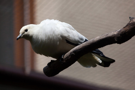 Pied imperial pigeon (Ducula bicolor). Wildlife animal.の写真素材