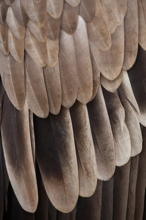 Griffon vulture (Gyps fulvus). Plumage texture. Wildlife animal.の写真素材