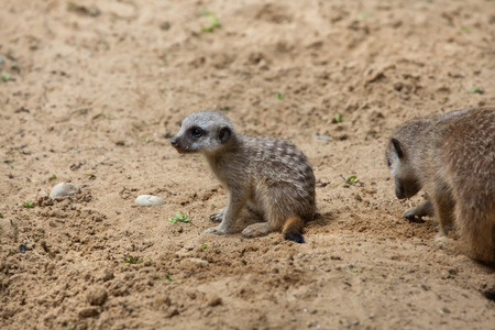 Meerkat (Suricata suricatta), also known as the suricate. Newborn meerkat. Wildlife animal.の写真素材