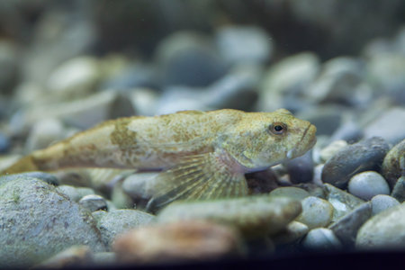 European bullhead (Cottus gobio). Wildlife animal.