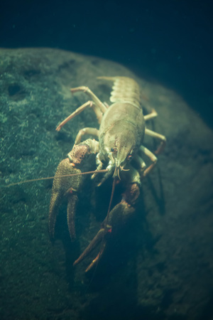 European crayfish (Astacus astacus), also known as the noble crayfish. Wildlife animal.の写真素材