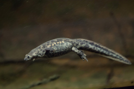 Spanish ribbed newt (Pleurodeles waltl), also known as the Iberian ribbed newt. Wildlife animal.の写真素材