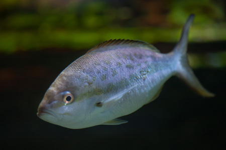 Pompano (Trachinotus ovatus). Marine fish.の写真素材