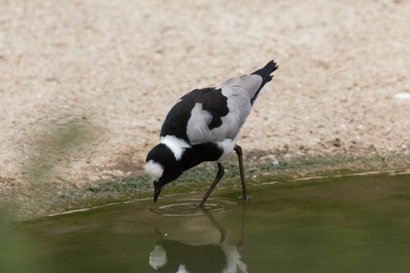 Blacksmith lapwing (Vanellus armatus), also known as the blacksmith plover. Wildlife animal.の写真素材