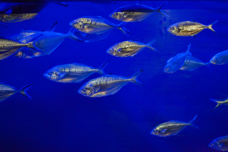 Atlantic horse mackerel (Trachurus trachurus).の写真素材
