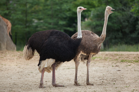 Ostrich (Struthio camelus). Wildlife animal.の写真素材